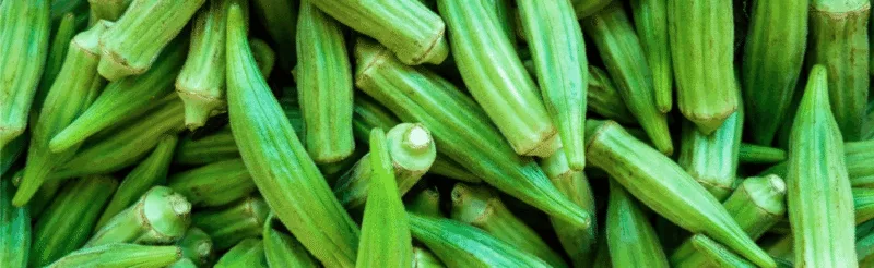Green okra pods
